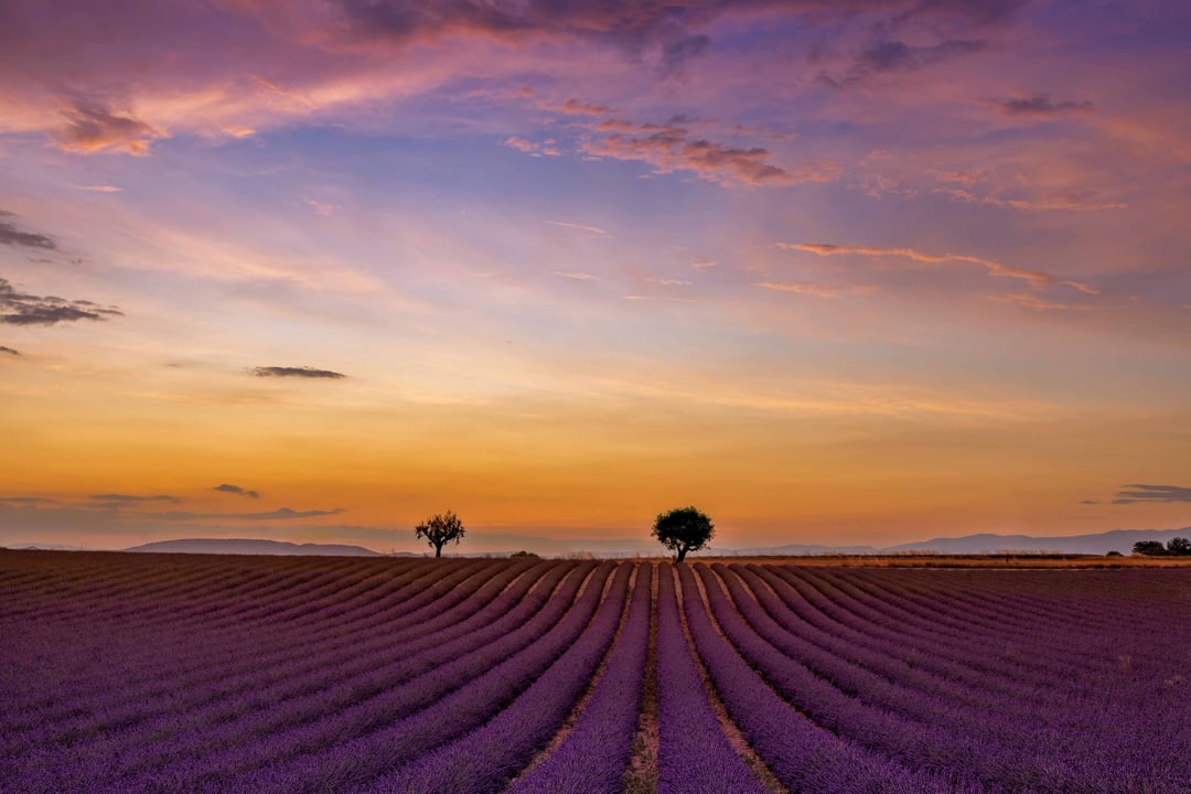 Rows of lavender in the Valensole plateau at sunset, Provence